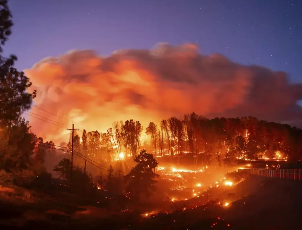 Radiowell Pledges to Replace 10,000 Californian Trees in Response to Wild Fires